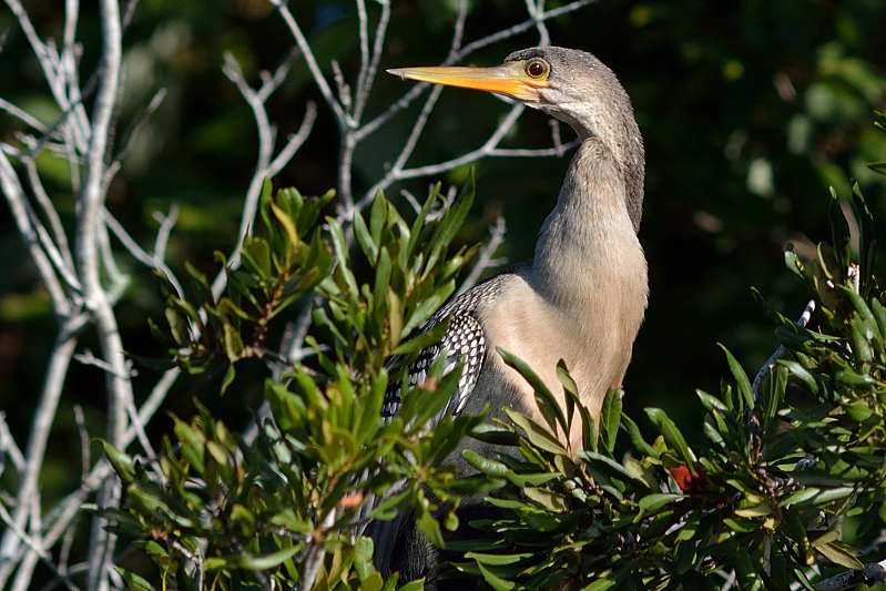 Amerikaanse Slangenhalsvogel